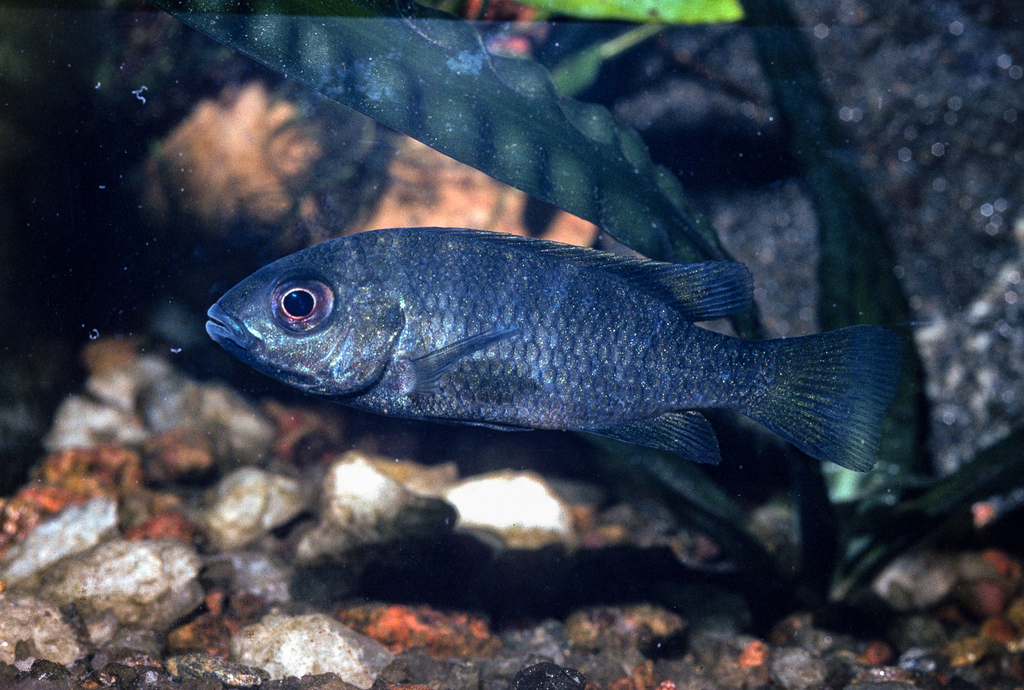 Fusiform tilapia (Coptodon fusiforme) — Cichlidae