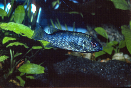 Fusiform tilapia (Coptodon fusiforme) — Cichlidae — 2