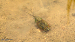 Triops longicaudatus