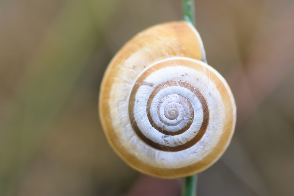 Heath Snail