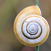 Heath Snail - Photo (c) Gilles San Martin, some rights reserved (CC BY-SA), uploaded by Gilles San Martin