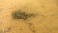 Triops longicaudatus