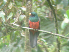 Lattice-Tailed Trogon photo 4