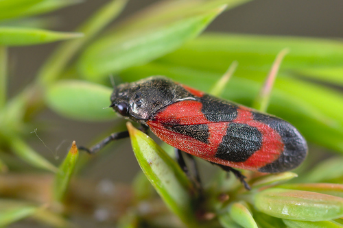 Roodzwarte dennencicade, photo 2 of 10