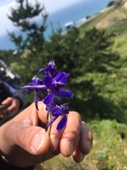 Delphinium decorum