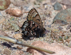 Callophrys lanoraieensis