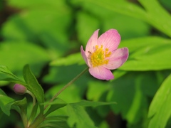 Anemonoides caerulea