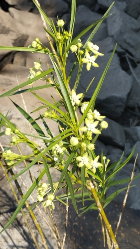 Kanahia laniflora