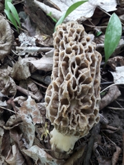 Morchella americana