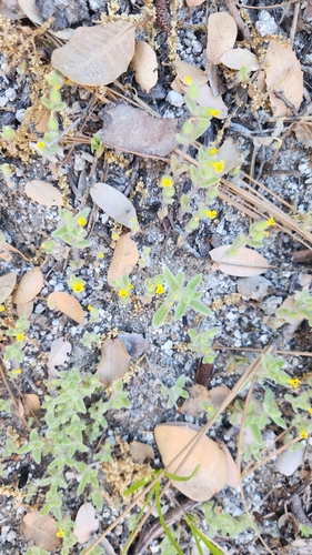 Image of Mimetanthe pilosa by no rights reserved