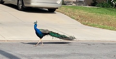Pavo cristatus