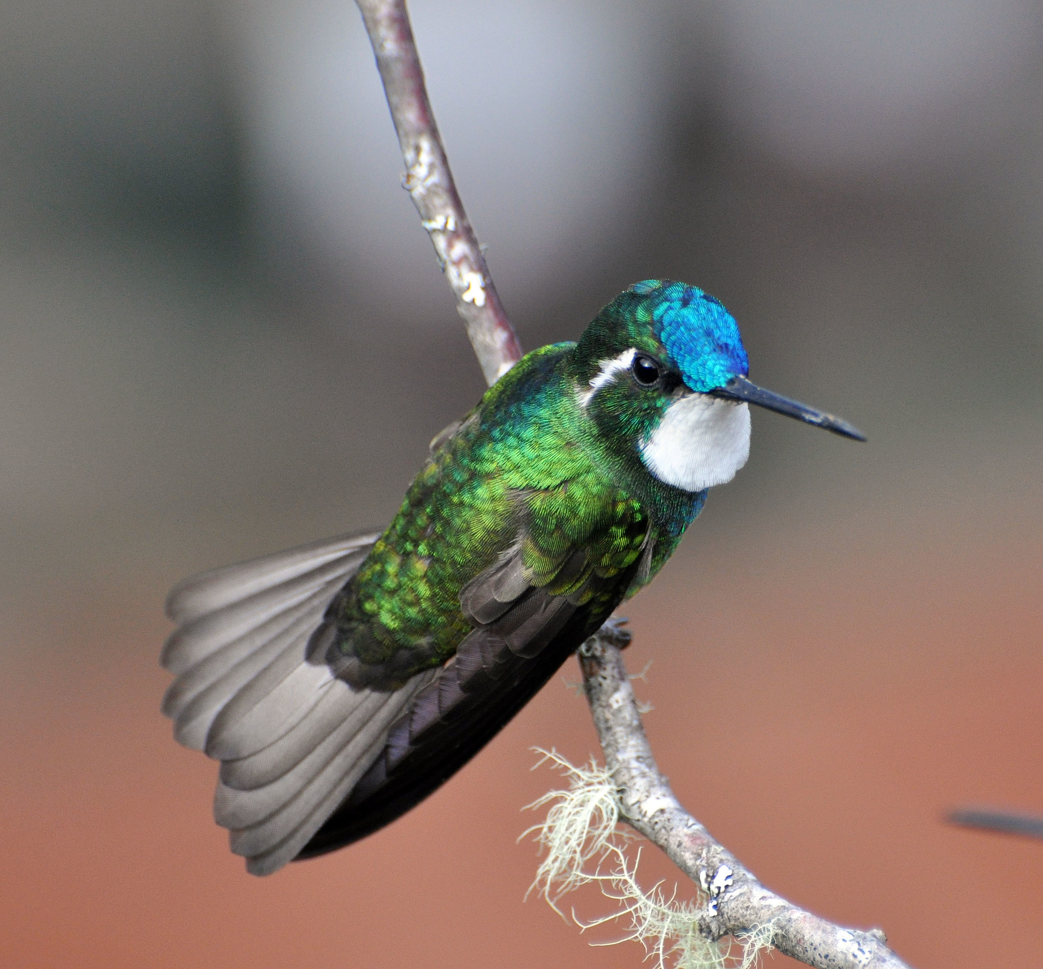 White-throated Mountain-gem (Lampornis castaneoventris) · iNaturalist
