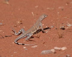 Callisaurus draconoides myurus