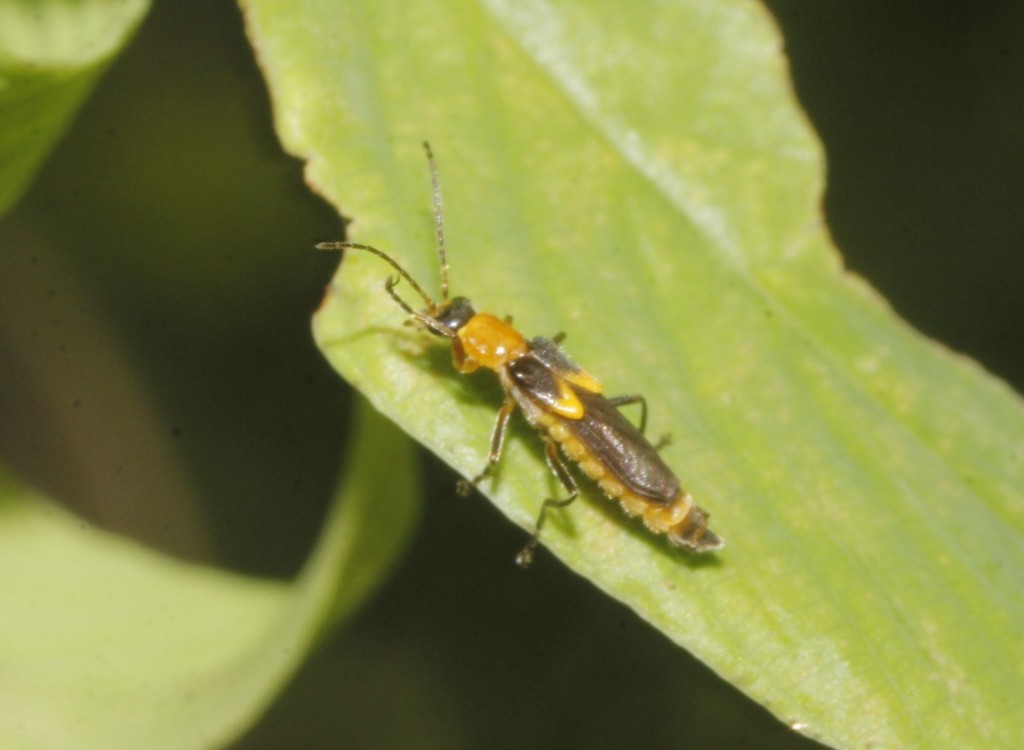 Belotus abdominalis