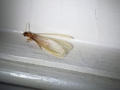 Coptotermes formosanus