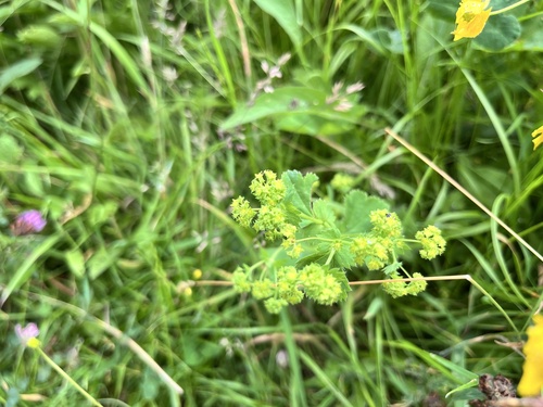 Smooth lady's mantle (Alchemilla glabra)