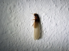 Coptotermes formosanus