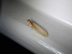 Coptotermes formosanus