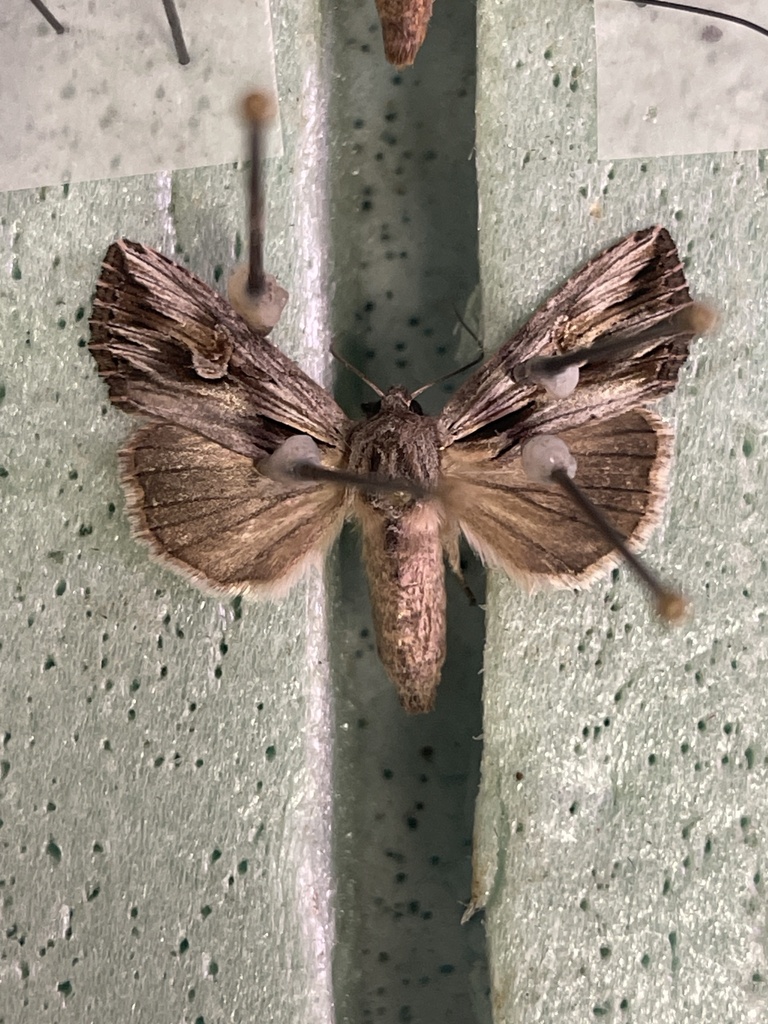 Gray Half-spot