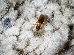 Coptotermes formosanus