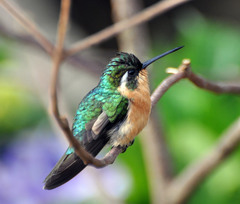 White-Throated Mountain-Gem photo 3