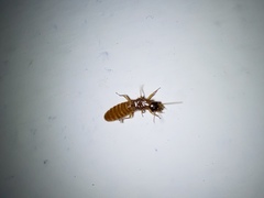 Coptotermes formosanus