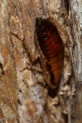 Celatoblatta vulgaris