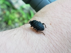 Asiopus minimus
