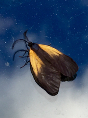 Pyromorpha dimidiata