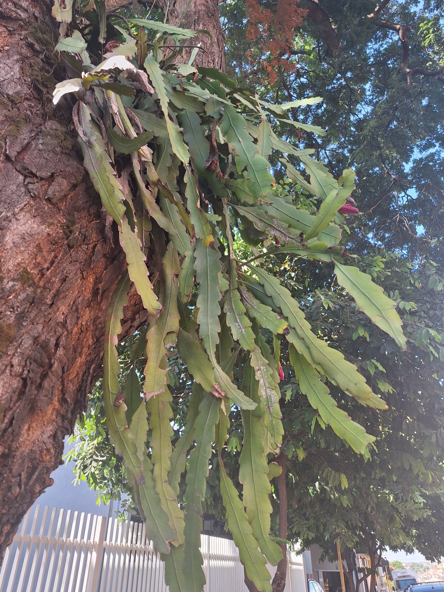 Epiphyllum phyllanthus