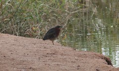 Butorides virescens