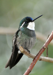 White-Throated Mountain-Gem photo 4
