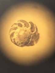 Foraminifera