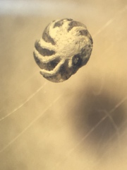 Foraminifera