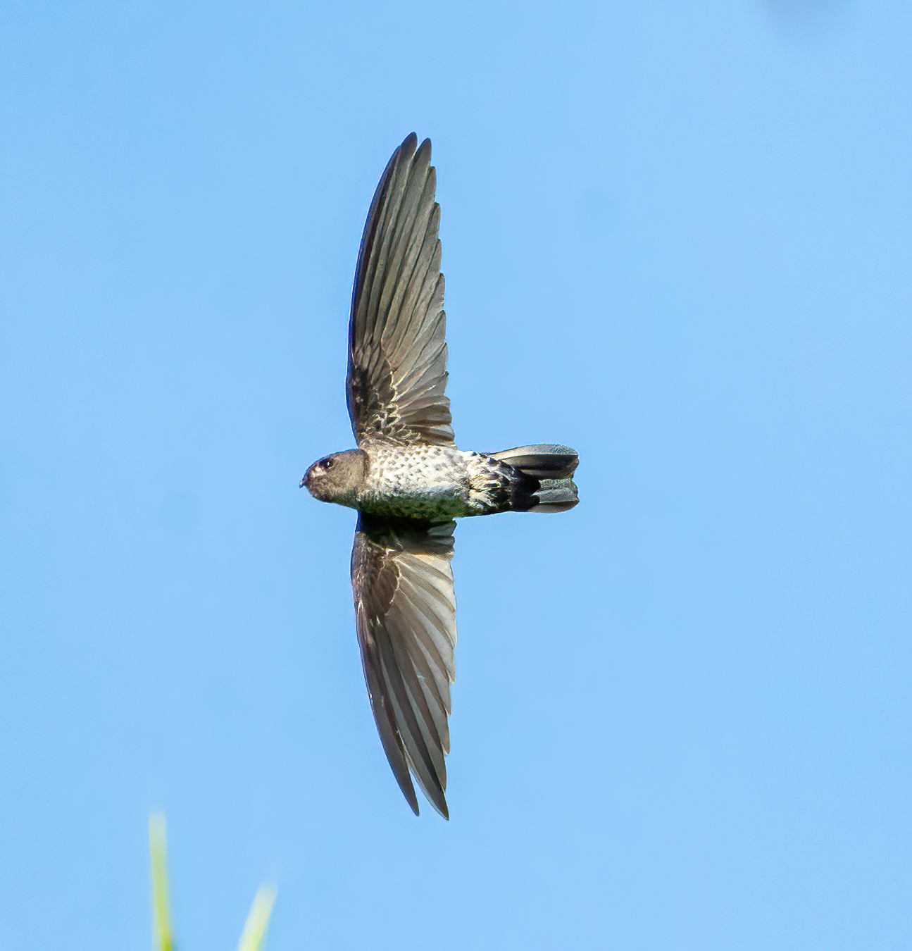 Ridgetop Swiftlet illustration