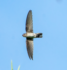 Ridgetop Swiftlet photo 1