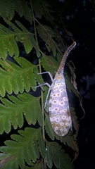Pyrops oculatus