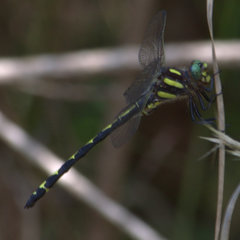 Cordulegaster obliqua