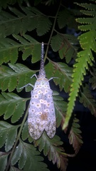 Pyrops oculatus