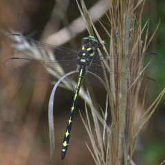 Cordulegaster obliqua