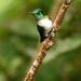 White-bellied Mountain-Gem - Photo (c) Michael Woodruff, some rights reserved (CC BY-SA)