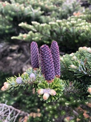 Abies koreana