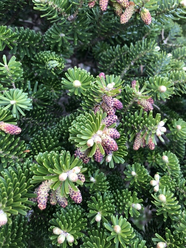 Sapin de Corée 4