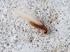 Coptotermes formosanus