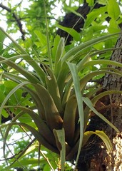 Tillandsia parryi