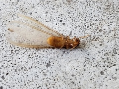 Coptotermes formosanus