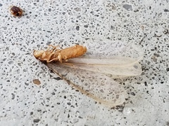 Coptotermes formosanus