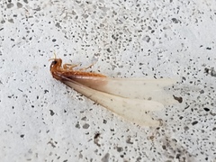 Coptotermes formosanus