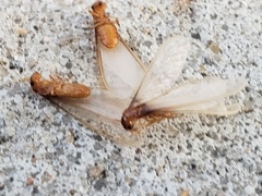 Coptotermes formosanus