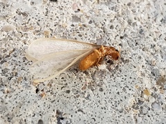 Coptotermes formosanus